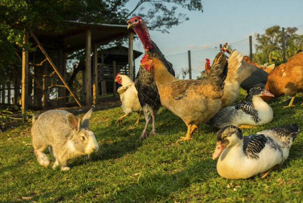 Vacances-passion - Ferme pédagogique du Pichet - Norroy-sur-Vair - Vosges