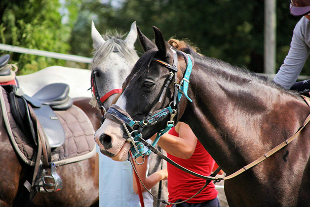 Vacances-passion - Domaine de la Maze - La Rouquette - Aveyron